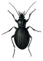 Carabus coriaceus L. attēls