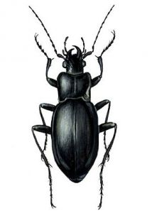 Carabus glabratus Paykull attēls