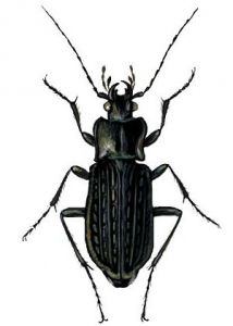 Carabus granulatus L. attēls