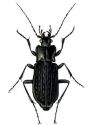 Carabus granulatus L. attēls