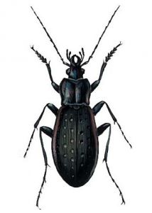 Carabus hortensis L. attēls