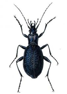 Carabus intricatus L. attēls