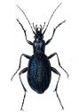 Carabus intricatus L. attēls