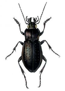 Carabus nemoralis Mull. attēls