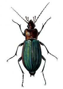 Carabus nitens L. attēls