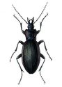 Carabus violaceus L. attēls