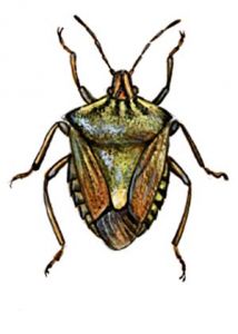 Carpocoris fuscispinus Boh. attēls