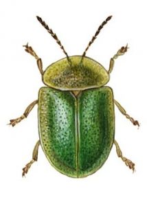 Cassida viridis L. attēls