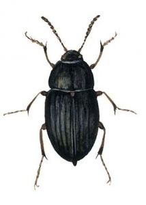 Catops chrysomeloides (Panz.) attēls