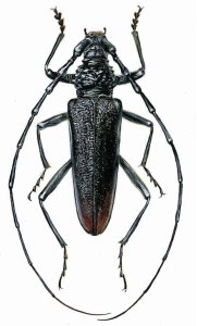 Cerambyx cerdo L. attēls