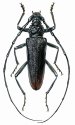 Cerambyx cerdo L. attēls
