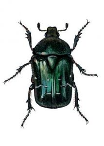 Cetonia aurata L. attēls