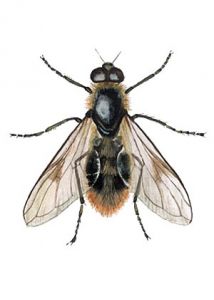 Cheilosia illustrata (Harris) attēls