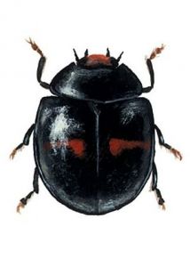 Chilocorus bipustulatus L. attēls