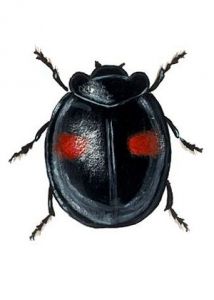 Chilocorus renipustulatus (Scriba) attēls