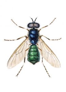 Chloromyia formosa Scopoli attēls