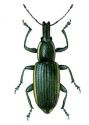 Chlorophanus viridis L. attēls