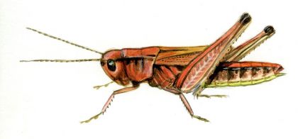 Chorthippus parallelus (Zetterstedt) attēls