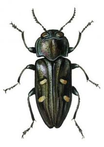 Chrysobothris affinis (F.) attēls