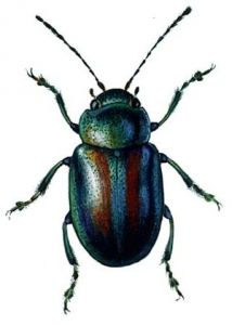 Chrysolina fastuosa L. attēls