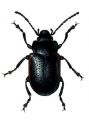 Chrysolina sanguinolenta L. attēls
