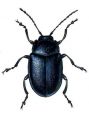 Chrysomela coerulans attēls