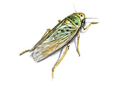 Cicadella viridis L. attēls