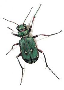 Cicindela campestris L. attēls