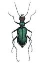 Cicindela germanica L. attēls