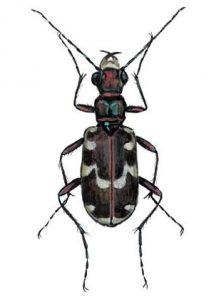 Cicindela maritima Dejean attēls