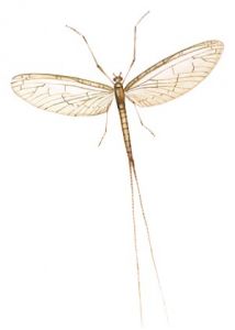 Cloeon dipterum L. attēls