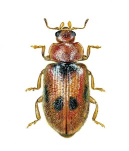 Coccidula scutellata (Herbst) attēls