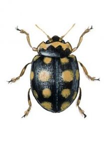 Coccinula quatuordecimpustulata (L.) attēls