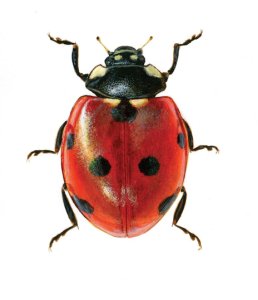 Coccinella septempunctata L. attēls
