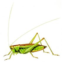 Conocephalus dorsalis Latreille attēls