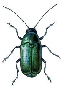 Cryptocephalus sericeus L. attēls