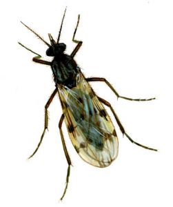 Culicoides pulicaris L. (s.l.) attēls