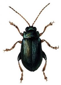 Crepidodera aurata Marsham attēls