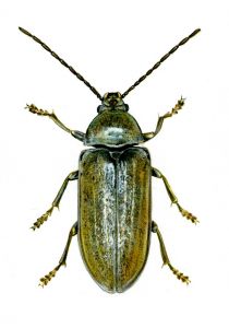 Dascilus cervinus (L.) attēls