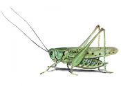 Decticus verrucivorus L. attēls