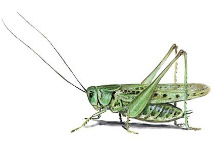 Decticus verrucivorus L. attēls