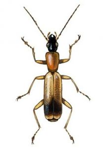 Demetrias atricapillus L. attēls