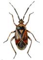 Deraeocoris ruber L. attēls