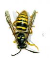 Dolichovespula sylvestris (Scop.) attēls