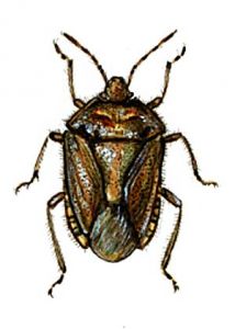 Dolycoris baccarum L. attēls