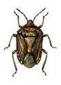 Dolycoris baccarum L. attēls