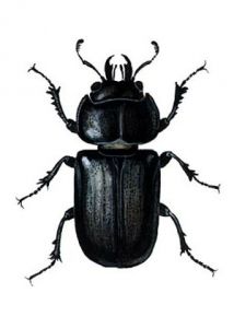 Dorcus parallelopipedus (L.) attēls
