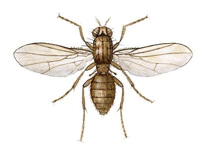 Drosophila melanogaster Meigen attēls
