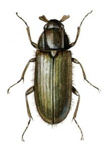 Dryops auriculatus Geoffroy attēls