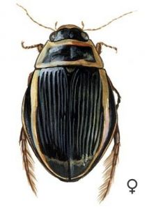 Dytiscus latissimus L. attēls